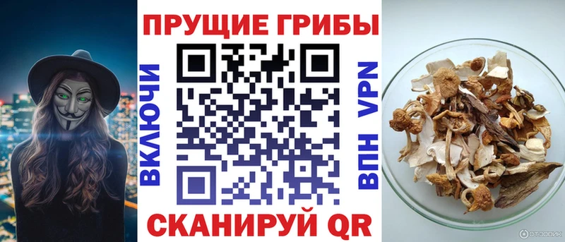 Галлюциногенные грибы MAGIC MUSHROOMS  Купить закладки  Приозерск 